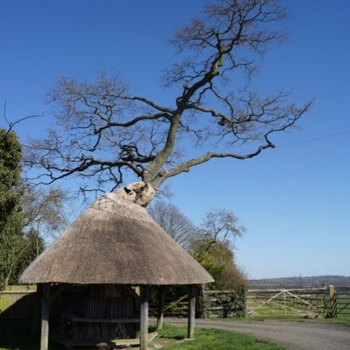 the mushroom tree 1